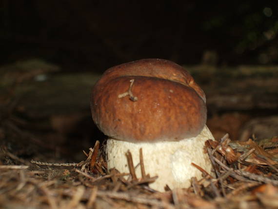 hríb smrekový Boletus edulis Bull.