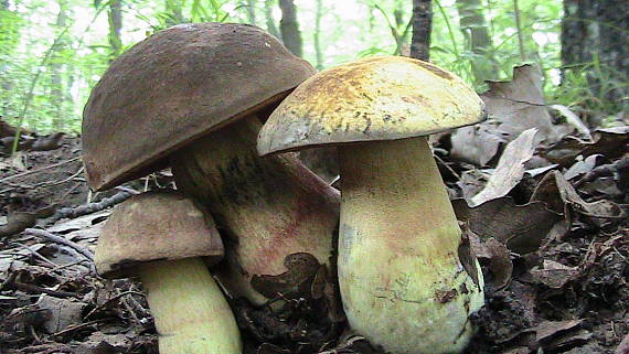 hríb plavý? Boletus impolitus? Fr.