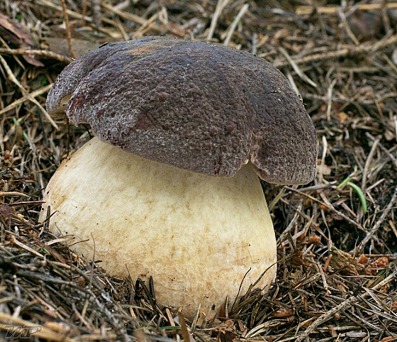 hríb sosnový Boletus pinophilus Pil. et Dermek in Pil.