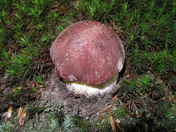 hríb sosnový Boletus pinophilus Pil. et Dermek in Pil.