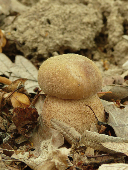 hríb dubový Boletus reticulatus Schaeff.