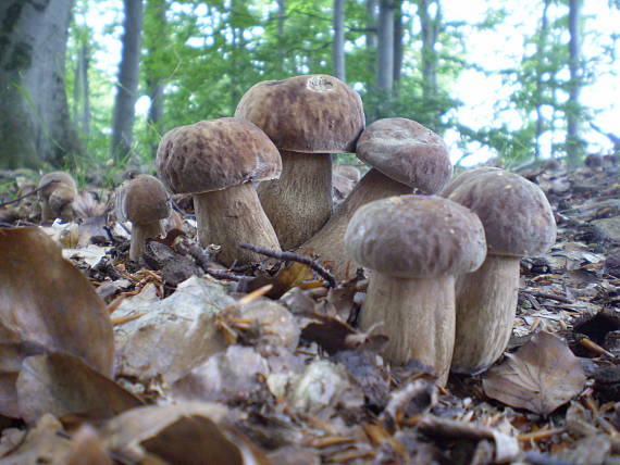 hríb dubový Boletus reticulatus Schaeff.