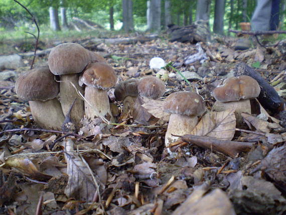 hríb dubový Boletus reticulatus Schaeff.