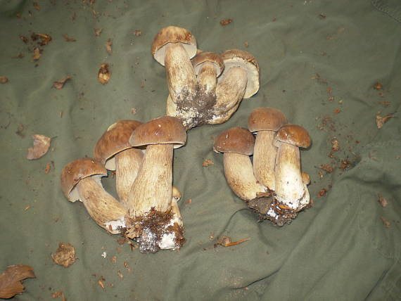 hríb dubový Boletus reticulatus Schaeff.