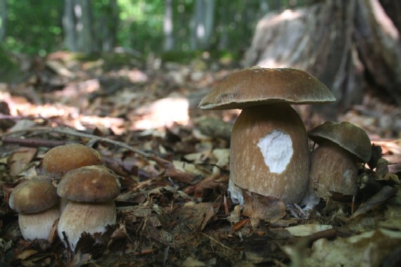 hríb dubový Boletus reticulatus Schaeff.