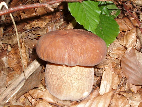 hríb dubový Boletus reticulatus Schaeff.