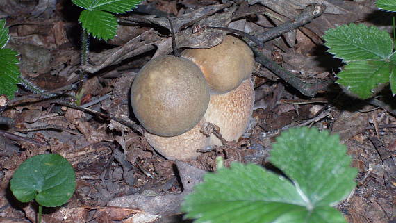 hríb dubový Boletus reticulatus Schaeff.