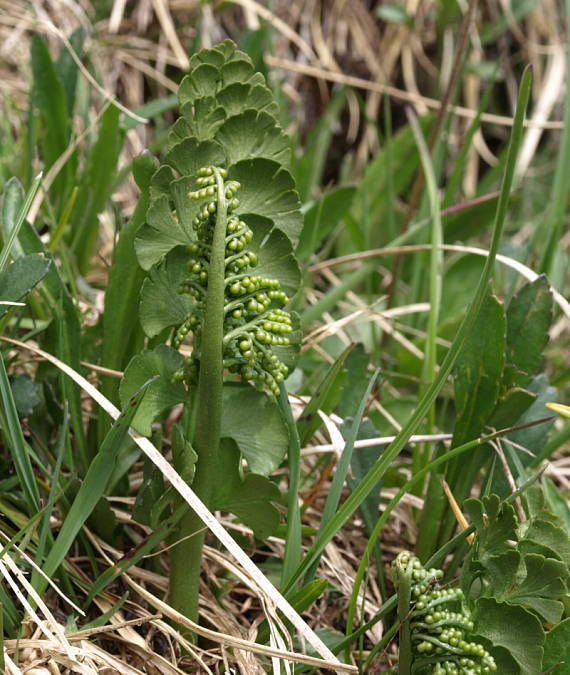 vratička mesiačikovitá Botrychium lunaria (L.) Sw.