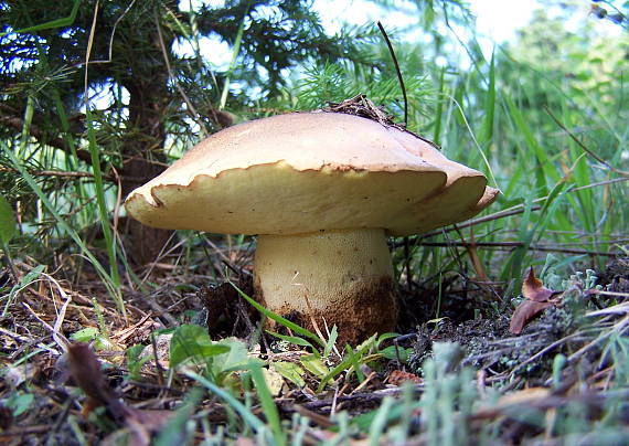 hríb horský Butyriboletus subappendiculatus (Dermek, Lazebn. & J. Veselský) D. Arora & J.L. Frank