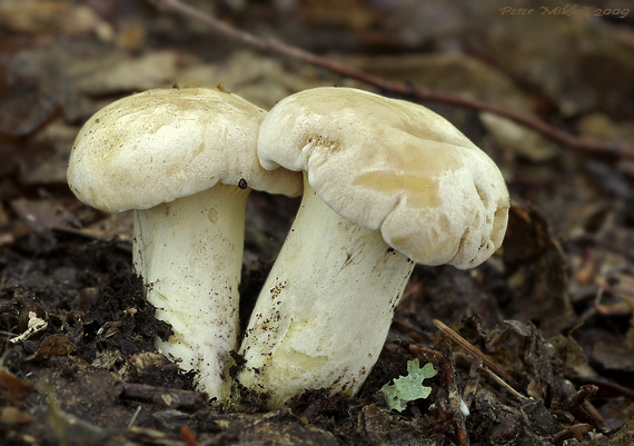 kuriatko Cantharellus sp.