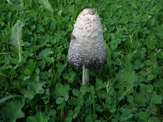 hnojník domový? Coprinellus domesticus? (Bolton) Vilgalys, Hopple & Jacq. Johnson