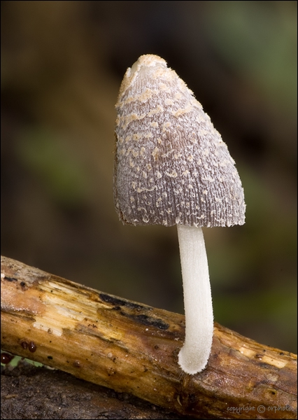 hnojník stonkový Coprinopsis urticicola (Berk. & Broome) Redhead, Vilgalys & Moncalvo