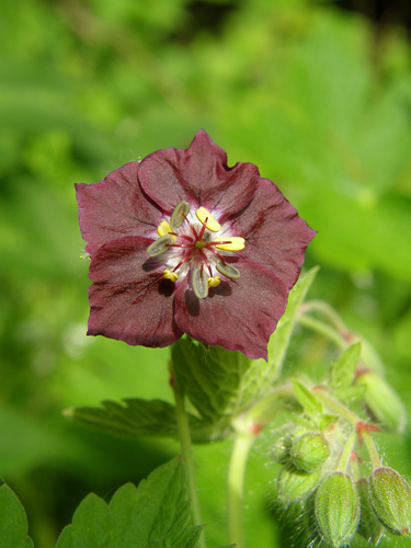 pakost hnedočervený Geranium phaeum L.