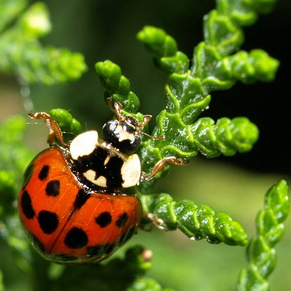 lienka Harmonia axyridis