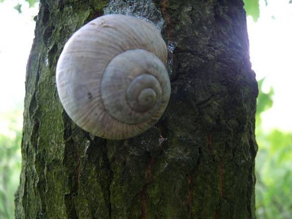 hlemýžď zahradní - Slimák záhradný  Helix pomatia