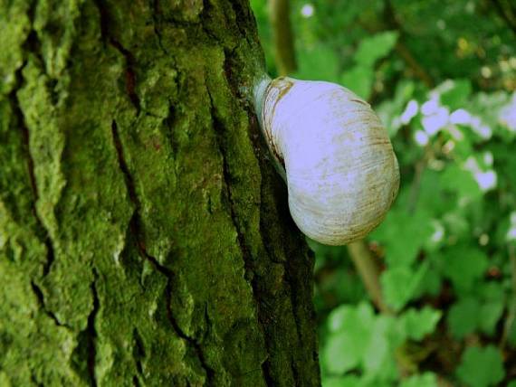 hlemýžď zahradní - Slimák záhradný  Helix pomatia