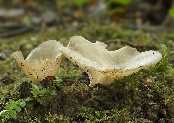 chriapač rebernatý Helvella costifera Nannf.