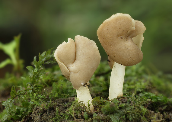 chriapač pružný Helvella elastica Bull.