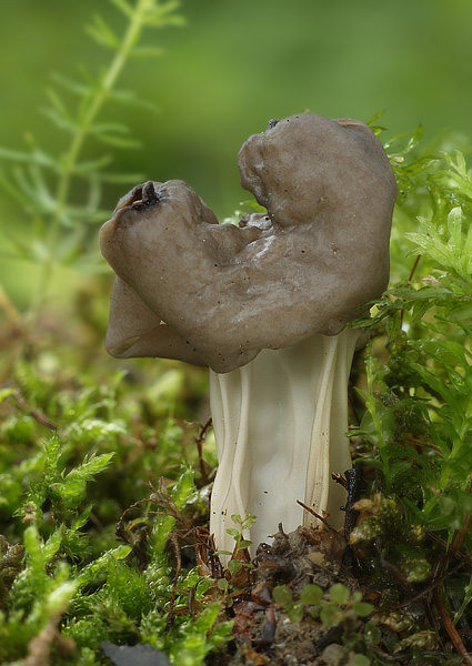 chriapač jamkatý Helvella lacunosa Afzel.