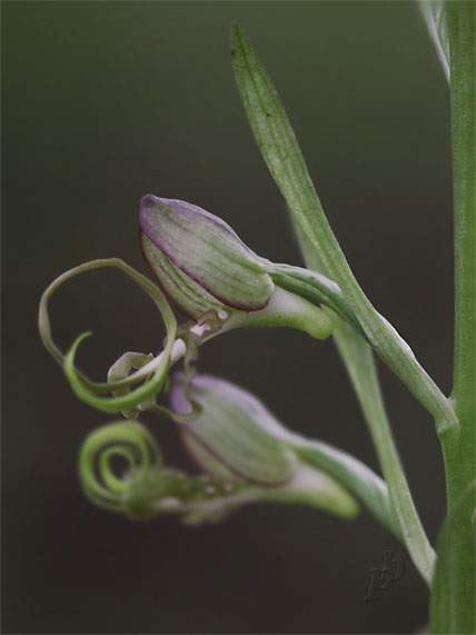 jazýčkovec  Himantoglossum jankae Somlyay, Kreutz &amp; Óvári