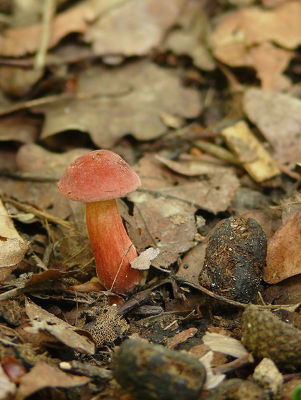 suchohríb karmínový Hortiboletus rubellus (Krombh.) Simonini, Vizzini & Gelardi