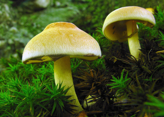 strapcovka zväzkovitá Hypholoma fasciculare (Huds.) P. Kumm.