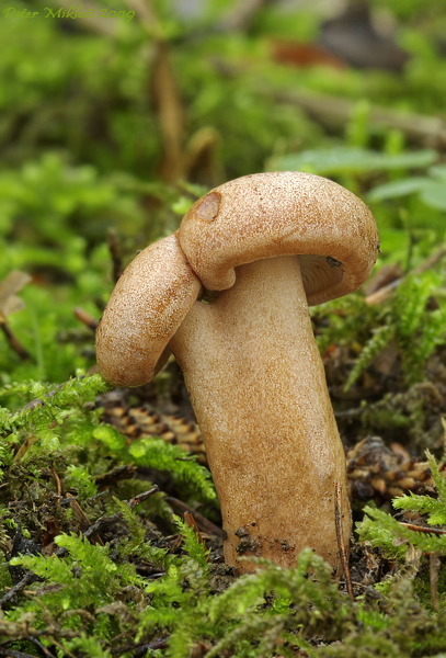 rýdzik Lactarius sp.