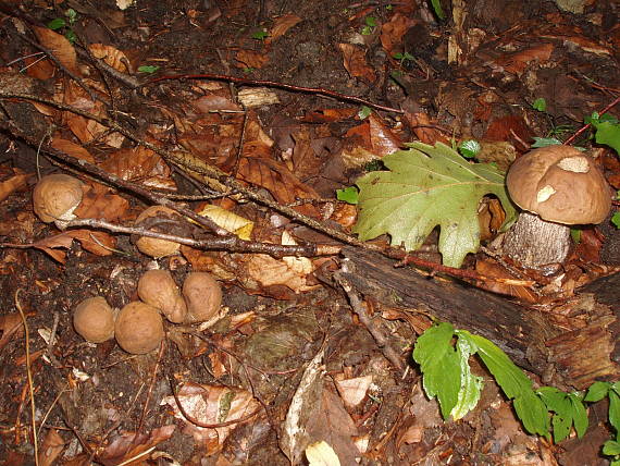 kozák hrabový Leccinum pseudoscabrum (Kallenb.) Šutara