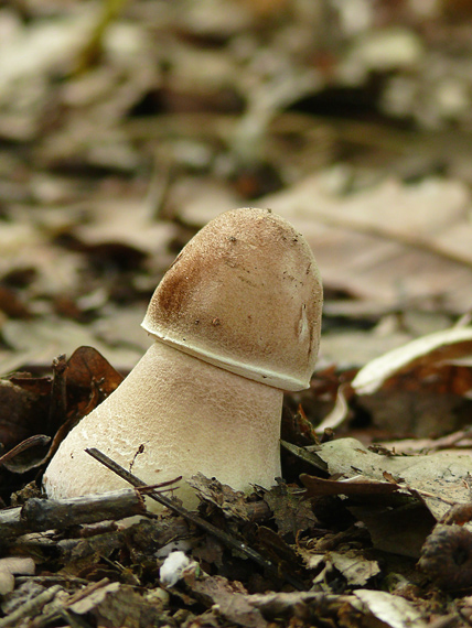 bedľa vysoká Macrolepiota procera (Scop.) Singer