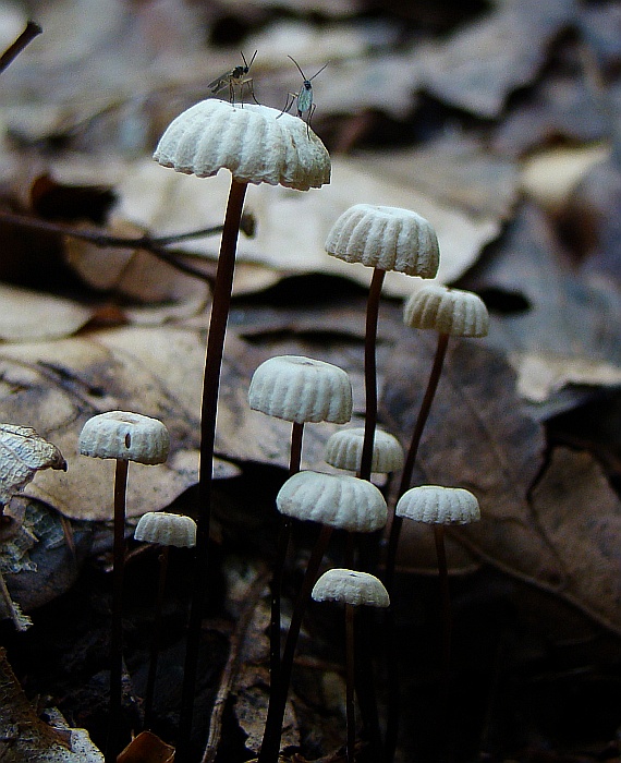 tanečnica golieriková Marasmius rotula (Scop.) Fr.