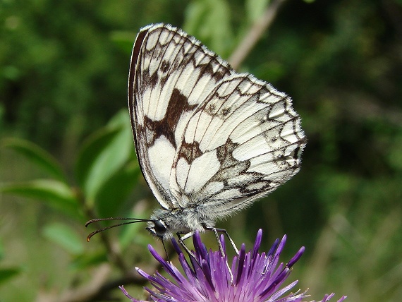 očkáň timotejkový Melanargia galathea