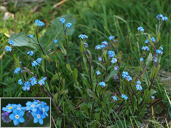 nezábudka roľná Myosotis arvensis (L.) Hill