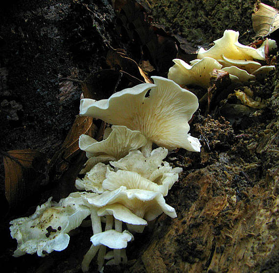 strmuľkovec drevný Ossicaulis lignatilis (Pers.) Redhead & Ginns