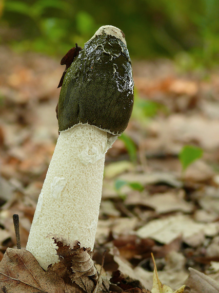 hadovka smradľavá Phallus impudicus L.