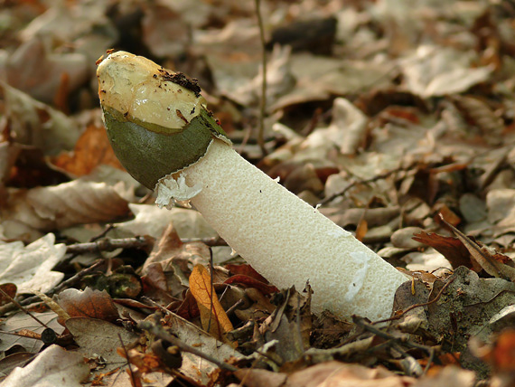 hadovka smradľavá Phallus impudicus L.