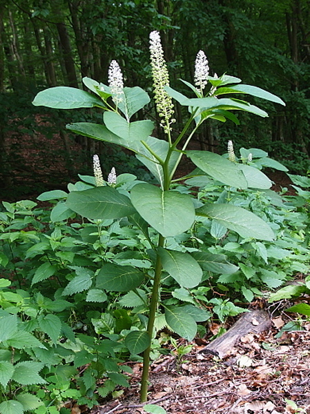 líčidlo jedlé  Phytolacca esculenta  L.