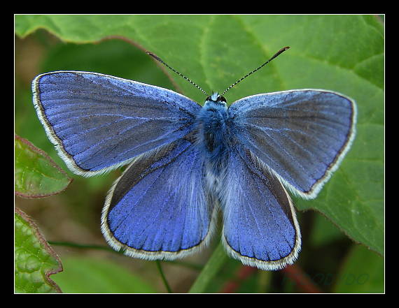 modráčik Polyommatus icarus