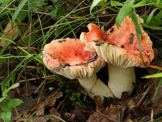 plávka Russula sp.