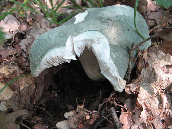 plávka zelenkastá Russula virescens (Schaeff.) Fr.