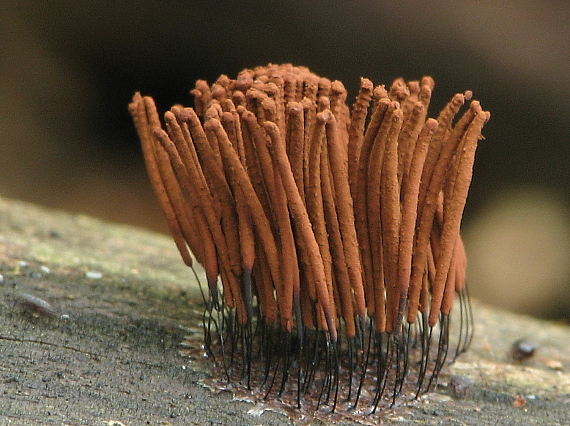 pazderka Stemonitis axifera (Bull.) T. Macbr.