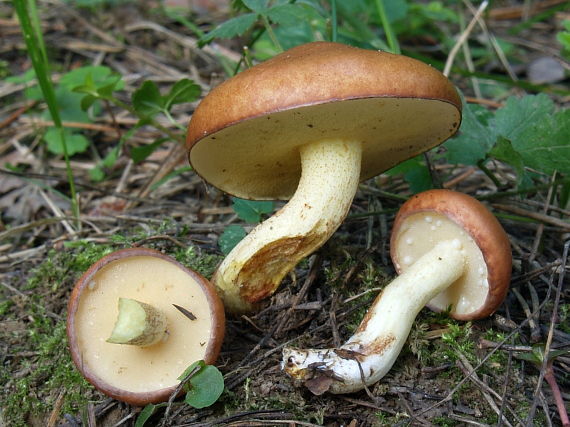 masliak zrnitý Suillus granulatus (L.) Roussel