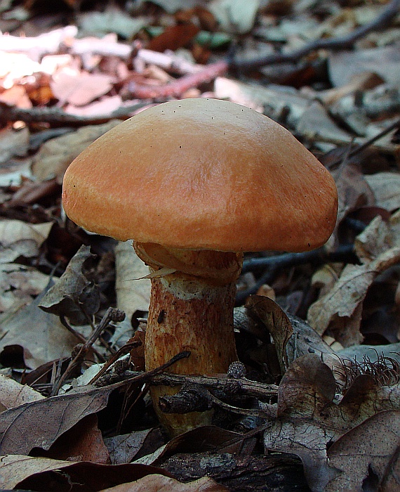 masliak smrekovcový Suillus grevillei (Klotzsch) Singer