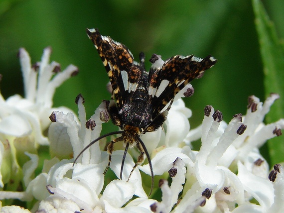 okienkovec plamienkový Thyris fenestrella