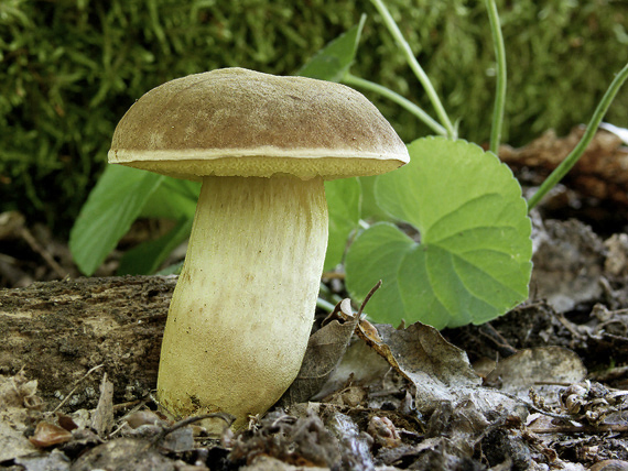 suchohríb Xerocomus sp.