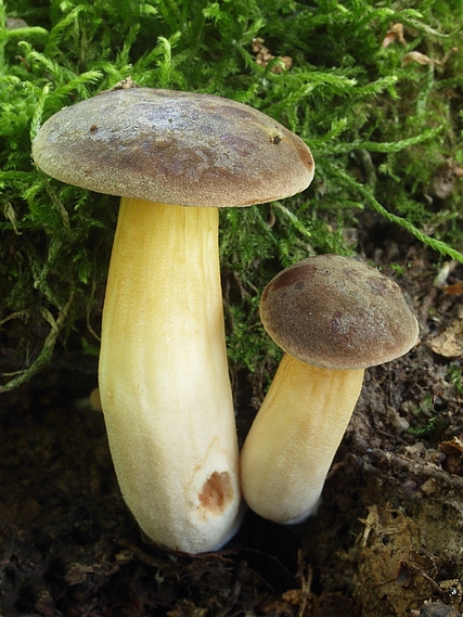 suchohríb Xerocomus sp.