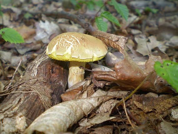 suchohríb plstnatý Xerocomus subtomentosus L.