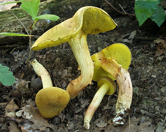 suchohríb plstnatý Xerocomus subtomentosus L.