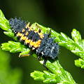 lIENKA - larva