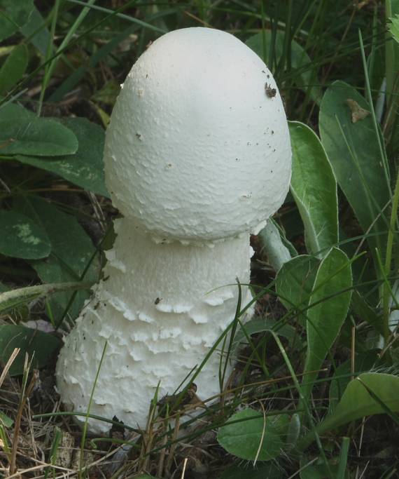 pečiarka   Agaricus sp.