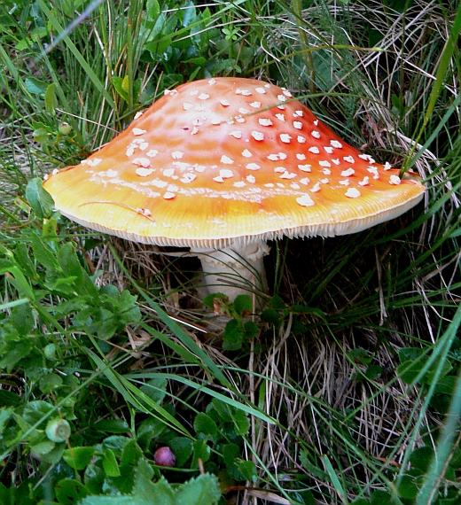 muchotrávka červená Amanita muscaria (L.) Lam.